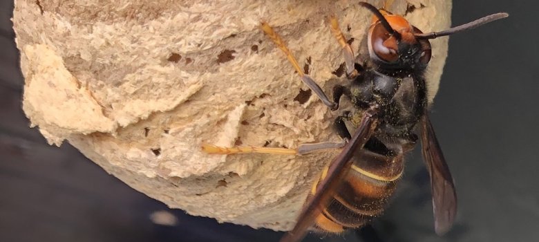 Das Bild zeigt die asiatische Hornisse an ihrem Nest.