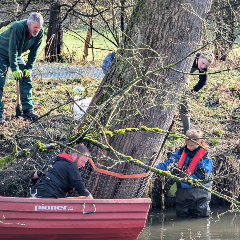 Tatkräftiger Einsatz an der Sülz: Ein angenagter Baum im Uferbereich erhält einen Verbissschutz.