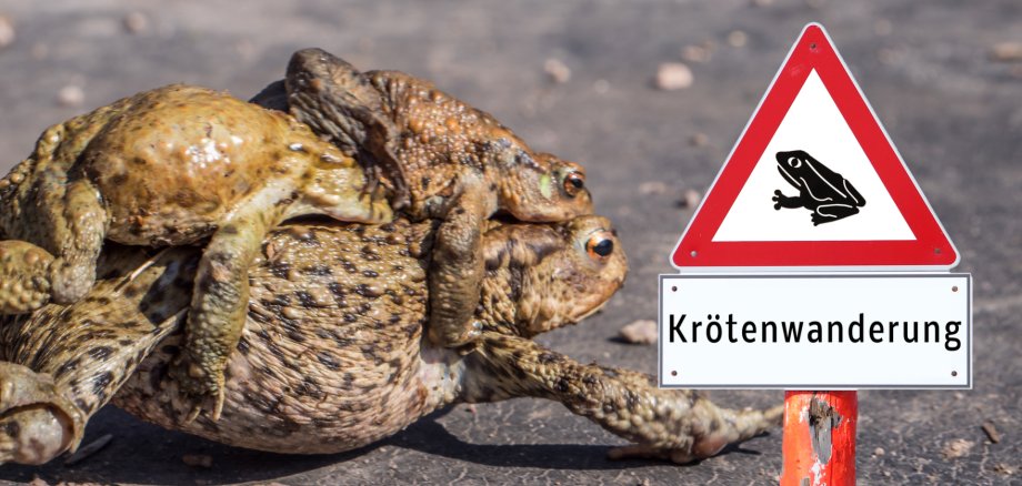 Symbolbild Krötenwanderung Das Bild zeigt zwei Frösche bei ihrer Laichwanderung über eine Straße.