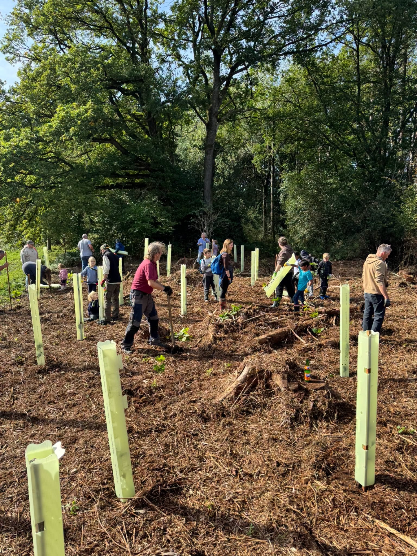 Einheitsbuddeln Das Bild zeigt mehrere Menschen beim Pflanzen von Setzlingen auf einer Waldfläche.