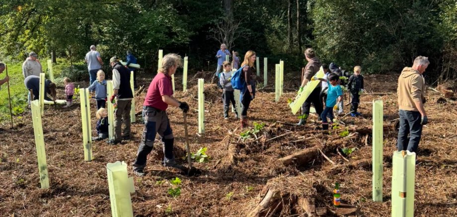 Einheitsbuddeln Das Bild zeigt mehrere Menschen beim Pflanzen von Setzlingen auf einer Waldfläche.