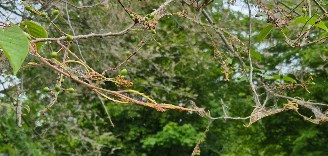 Gespinstmotte Das Bild zeigt einen Baum, in dem watteartige Gespinste der Gespinstmotte hängen.